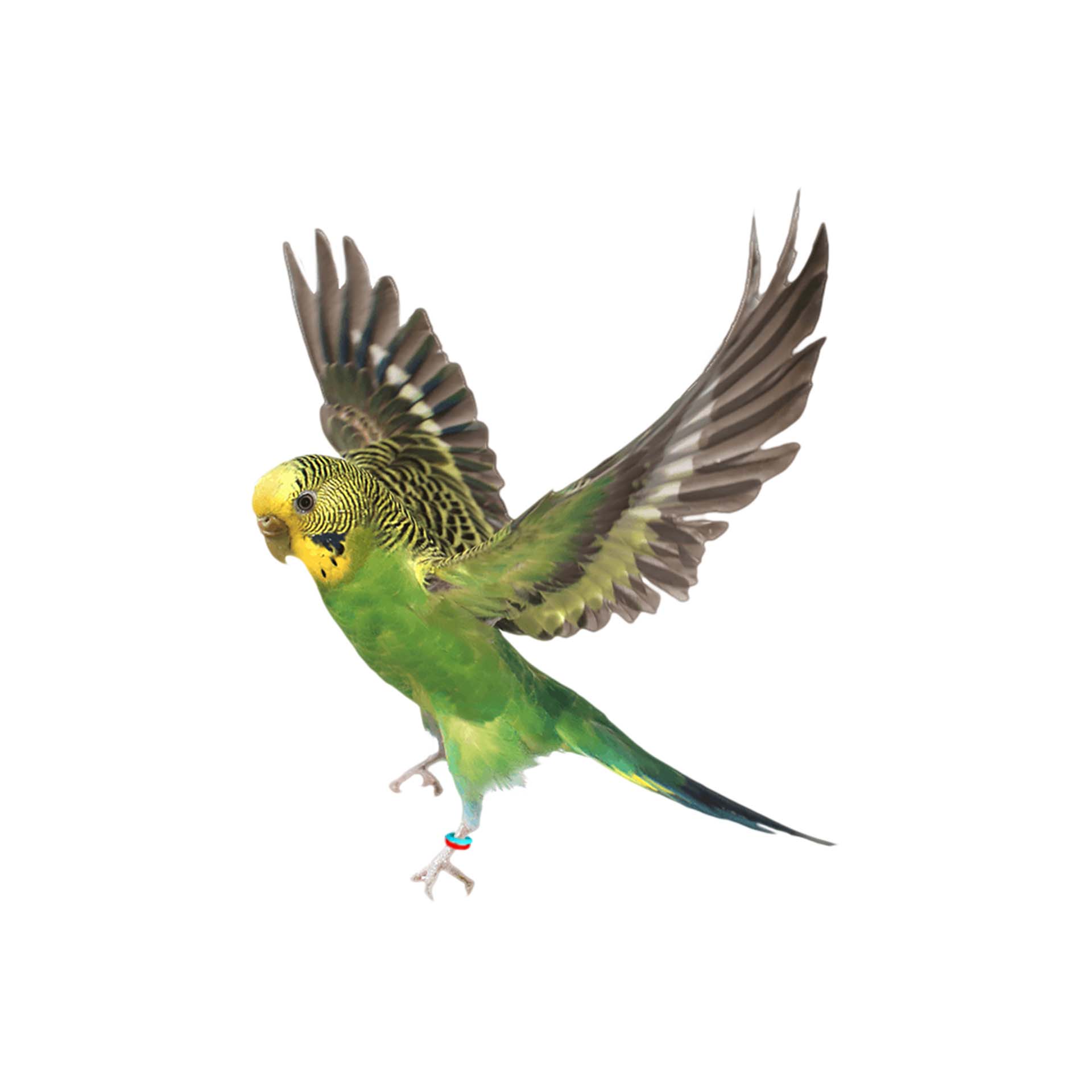 ANILHAS ELASTICAS PERIQUITOS/AGAPORNIS VERM. - 50UN