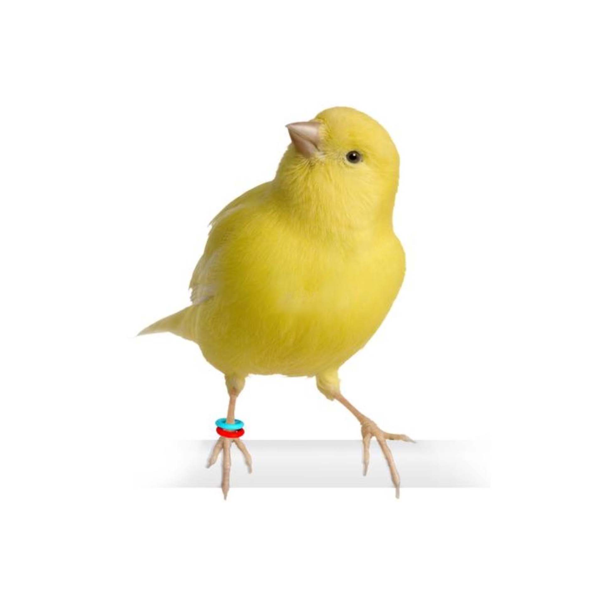 ANILHAS ELASTICAS CANARIOS/EXOTICOS AZUL - 50UN