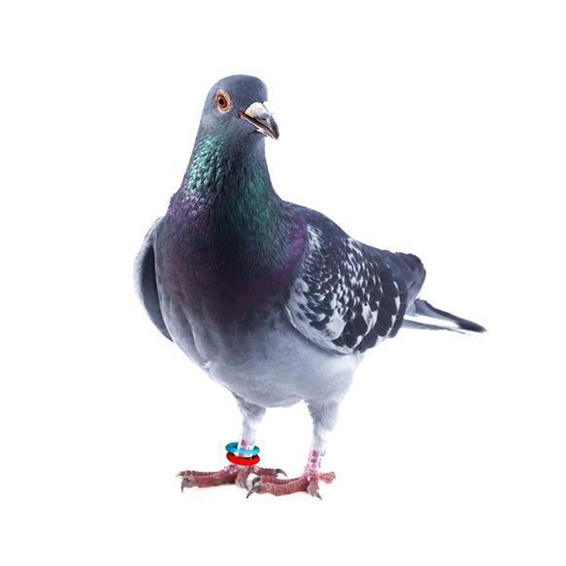 ANILHAS ELASTICAS POMBOS VERM. - 50UN