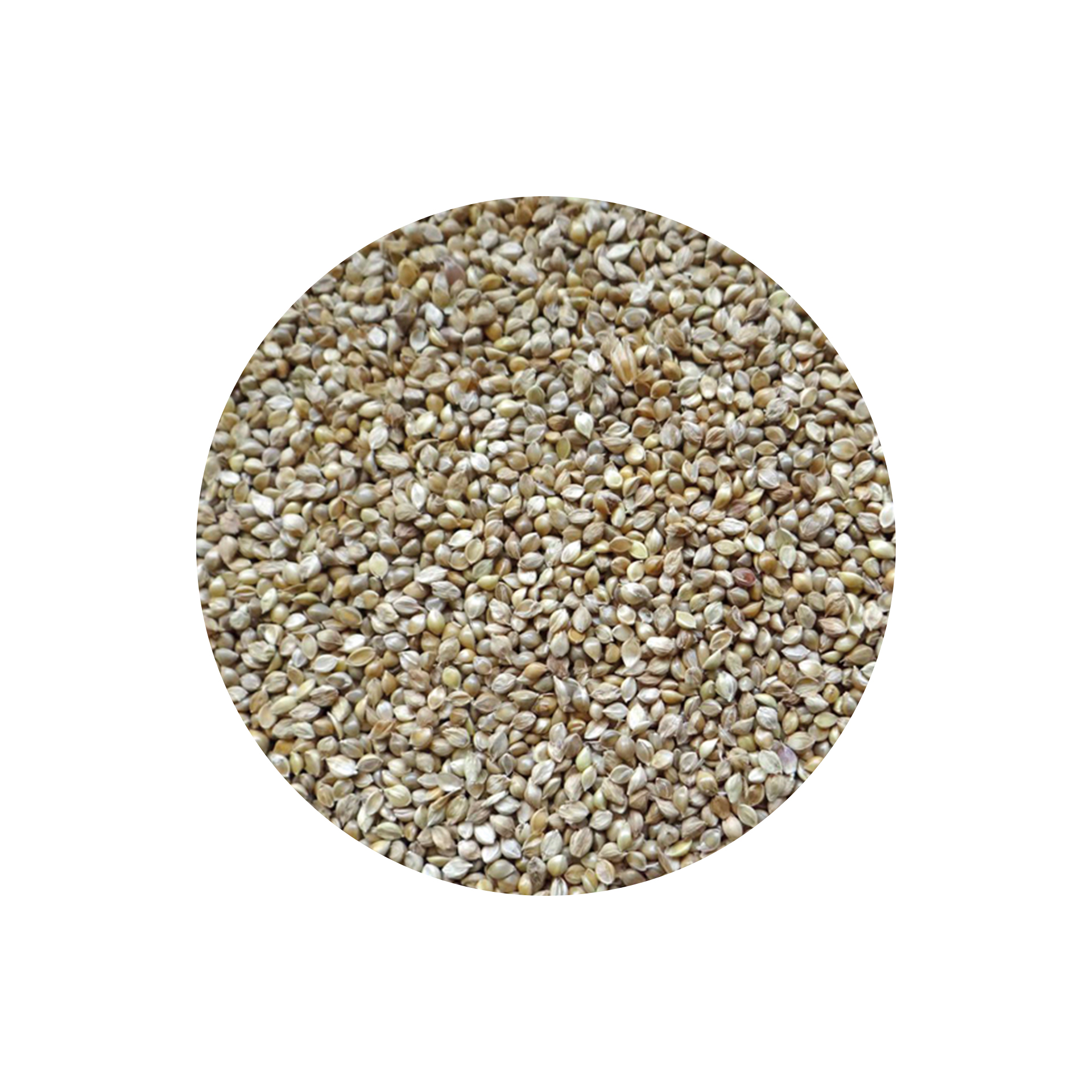 MILHO ALVO JAPONES - 1KG