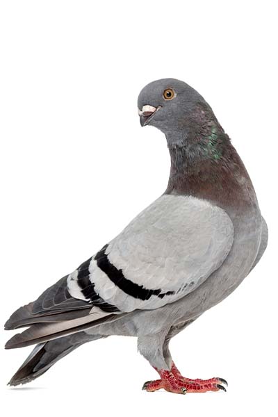 Columbofilia Columbofilia
