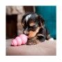 KONG PUPPY