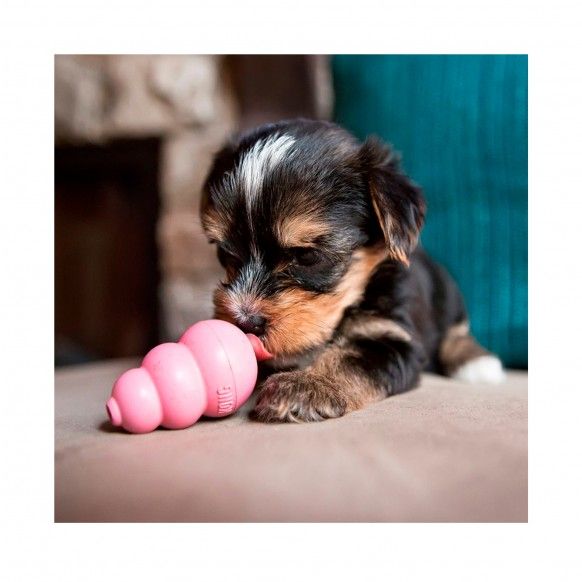 KONG PUPPY