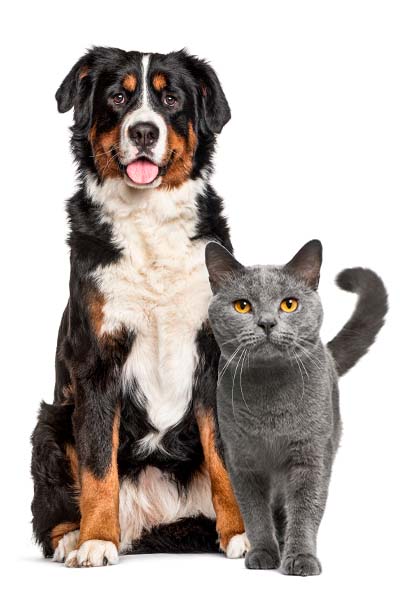 Animais de Companhia Animais de Companhia