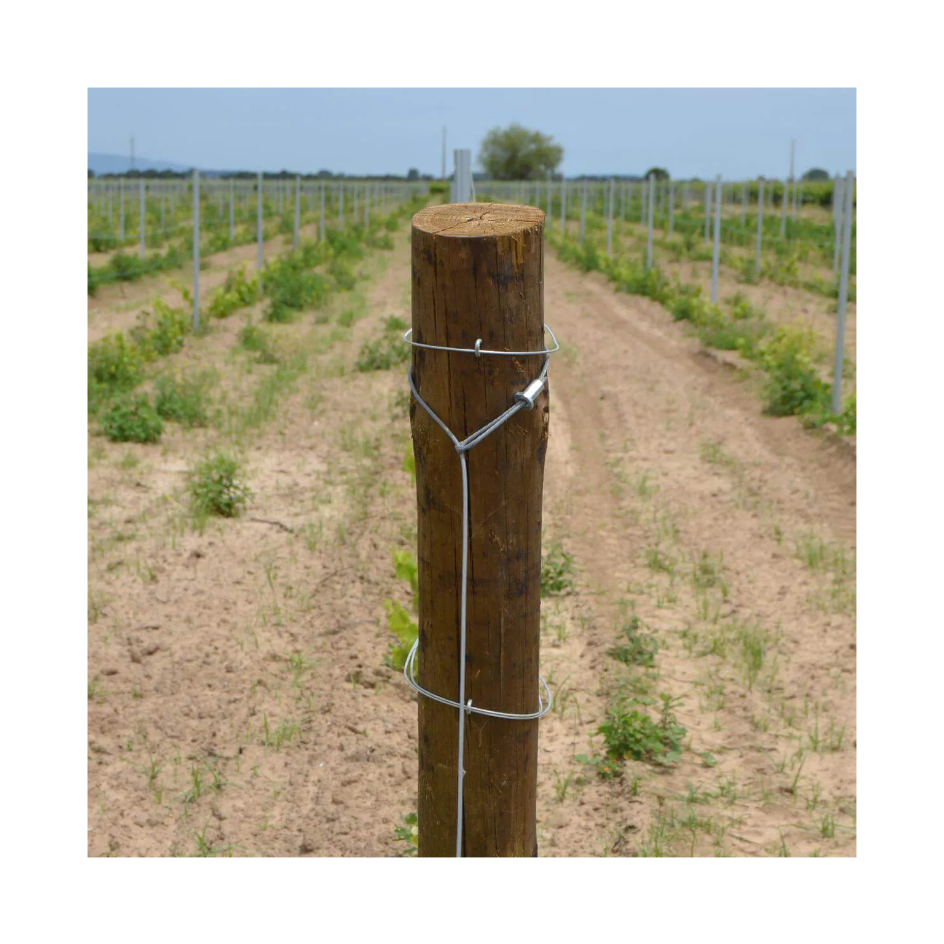 PINHO TRATADO 4/5 - 1.8MT