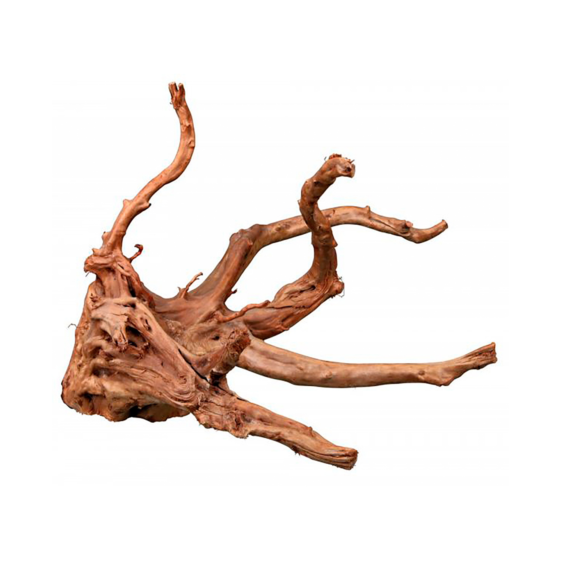 RAIZ TANGANYIKA P/ AQUARIO - S/M