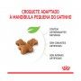ROYAL CANIN GATINHO ROYAL CANIN GATINHO