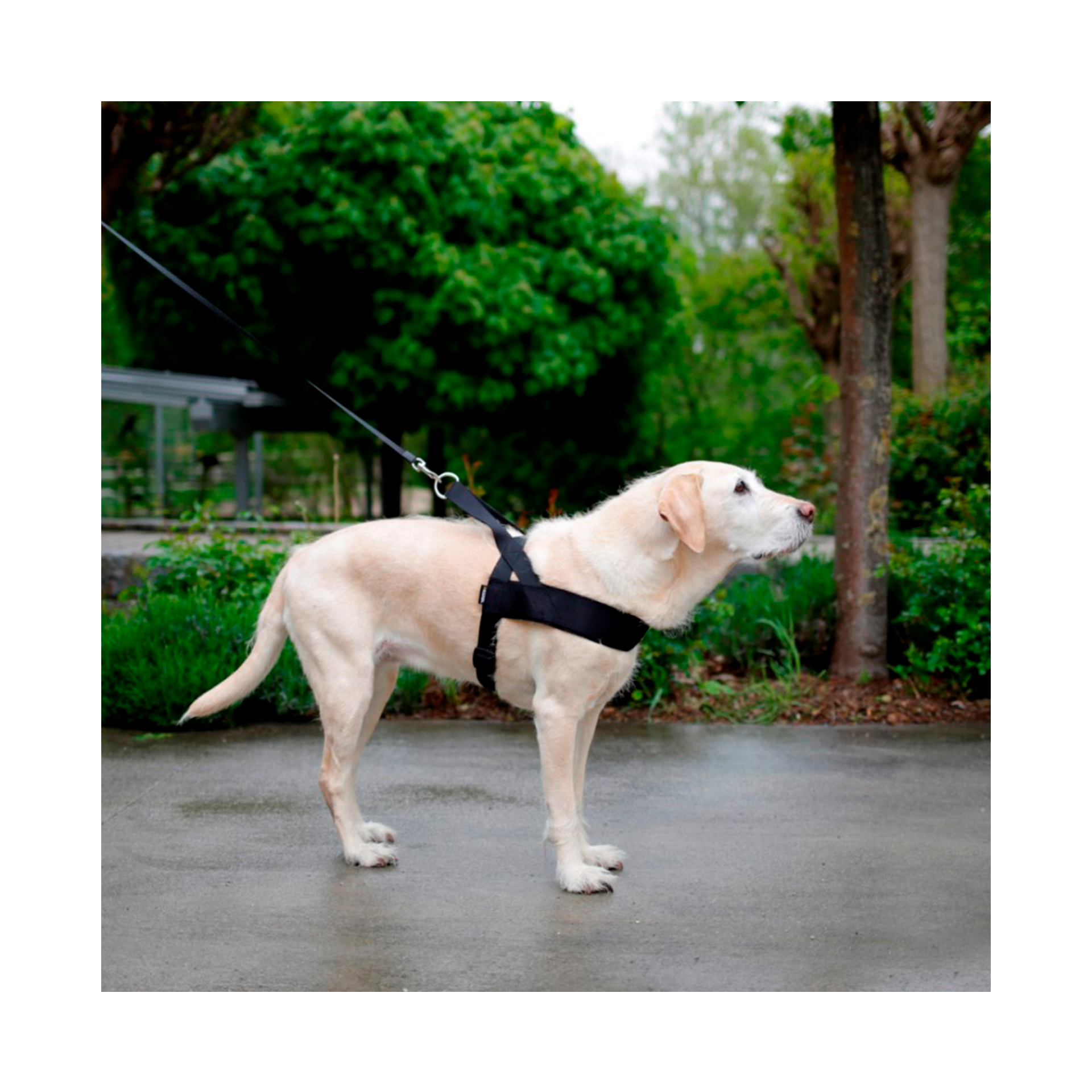 PEITORAL MIAMI PLUS - 70-90CM