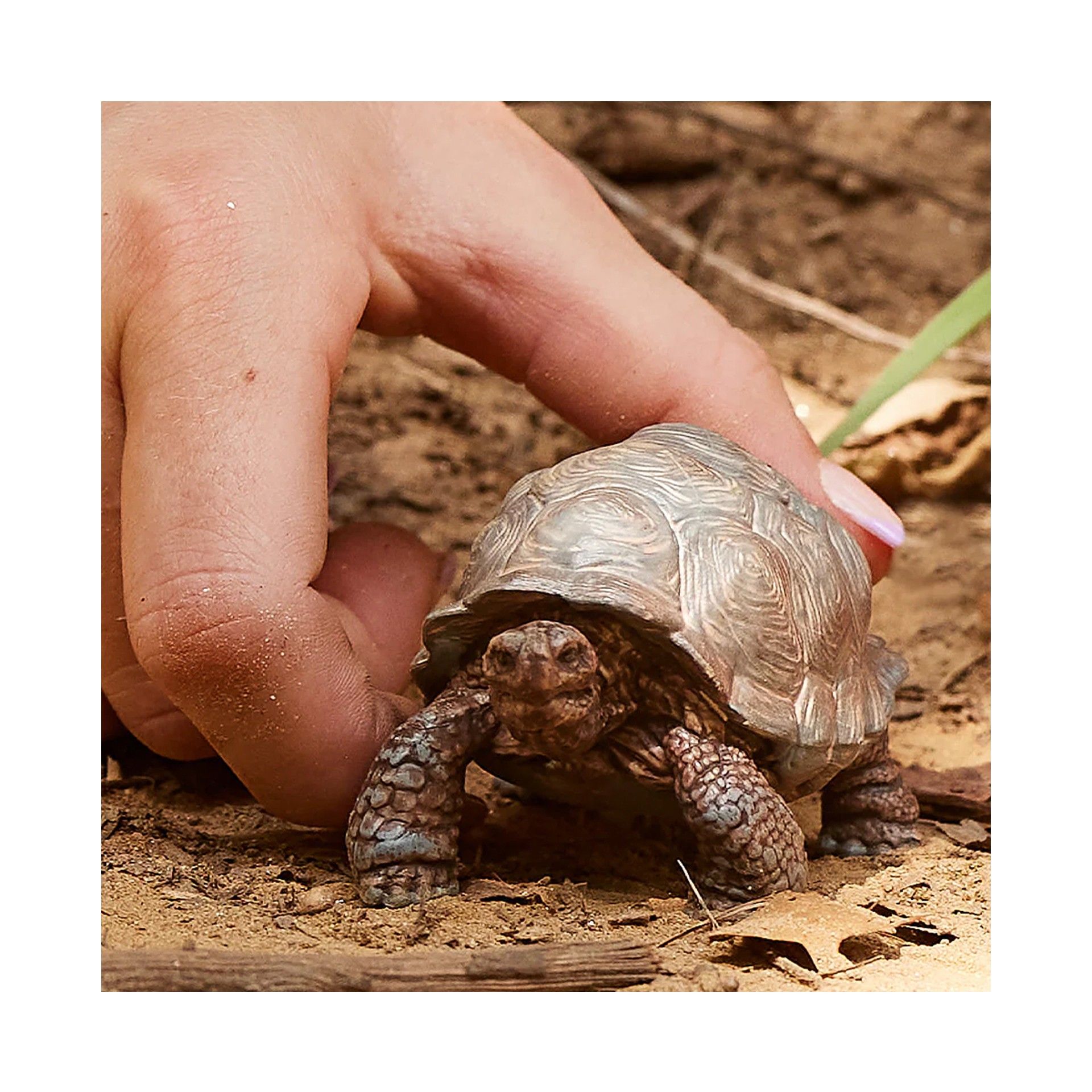 MINIATURA TARTARUGA GIGANTE