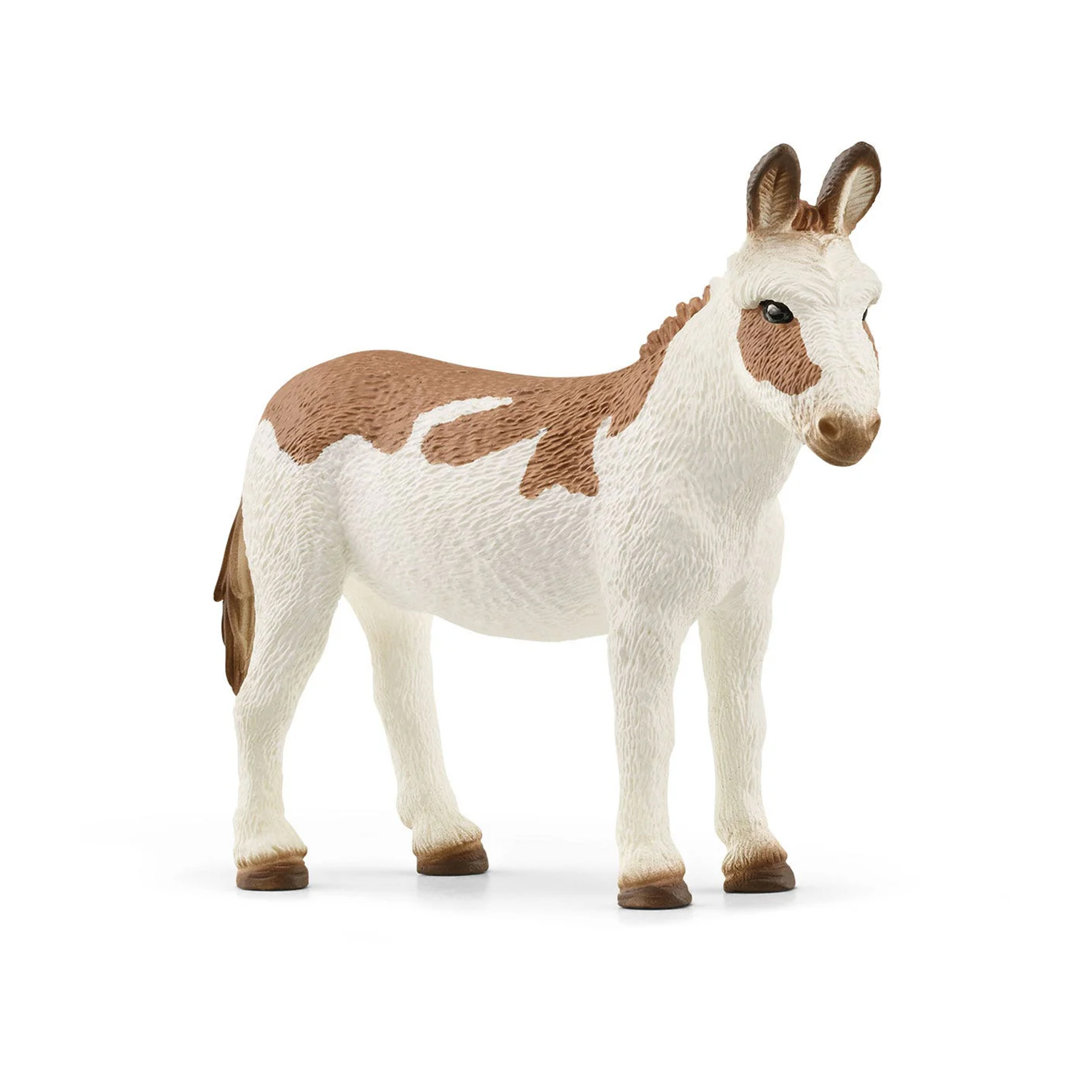 MINIATURA BURRO AMERICANO COM MANCHAS