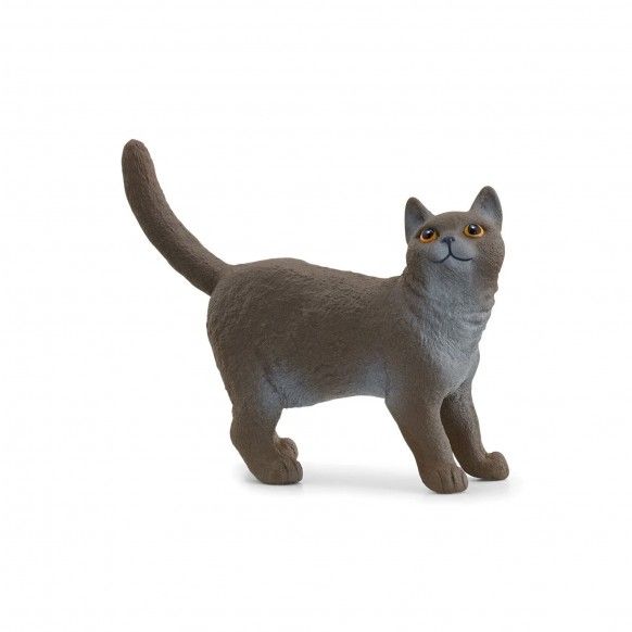 MINIATURA GATO BRITANICO DE PELO CURTO