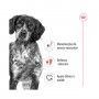 ROYAL CANIN MEDIUM ADULT ROYAL CANIN MEDIUM ADULT