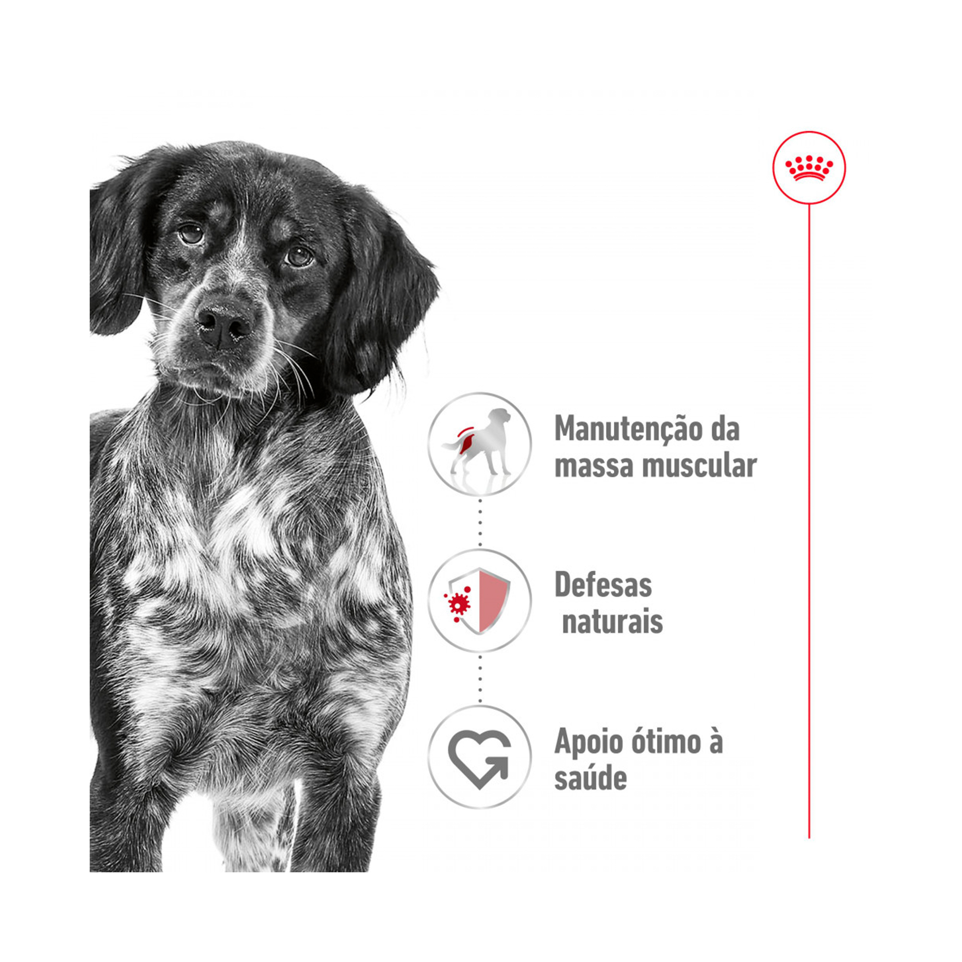 ROYAL CANIN MEDIUM ADULT