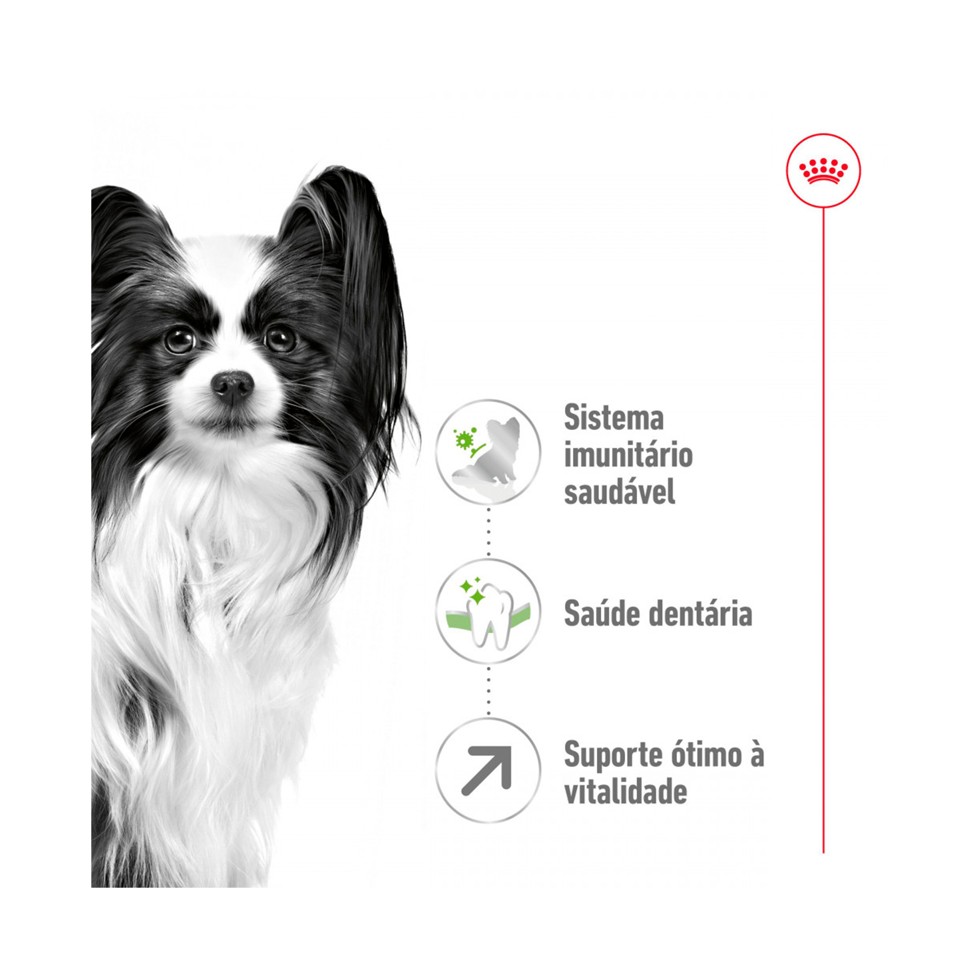 ROYAL CANIN XSMALL ADULT +8