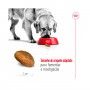 ROYAL CANIN MAXI ADULT ROYAL CANIN MAXI ADULT