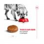ROYAL CANIN MAXI ADULT +5 - 15KG ROYAL CANIN MAXI ADULT +5 - 15KG