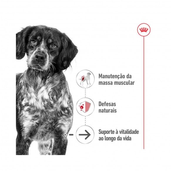 ROYAL CANIN MEDIUM AGEING 140GR