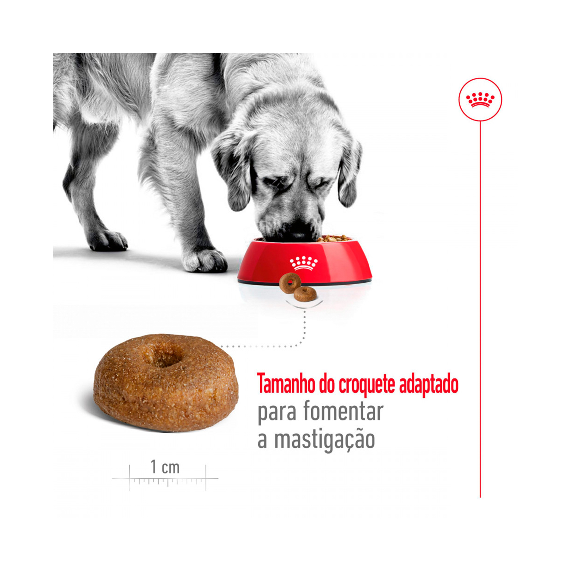 ROYAL CANIN MAXI AGEING +8 - 15KG