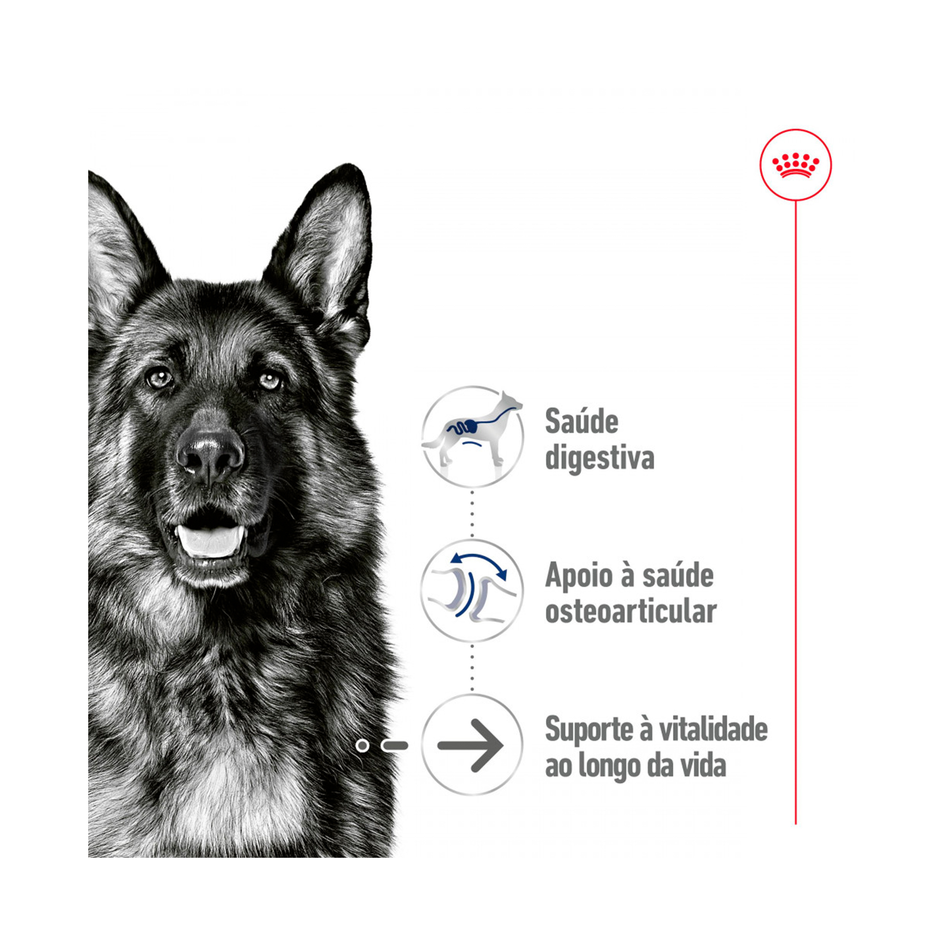 ROYAL CANIN MAXI AGEING - 140GR