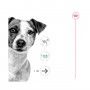 ROYAL CANIN MINI AGEING +12 - 85GR ROYAL CANIN MINI AGEING +12 - 85GR