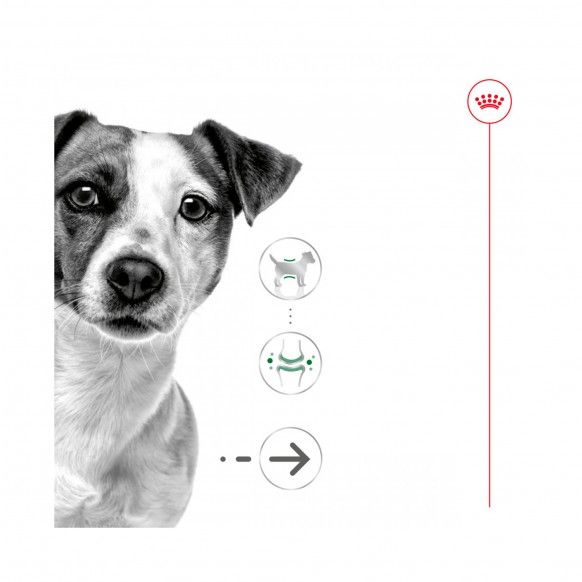 ROYAL CANIN MINI AGEING +12 - 85GR