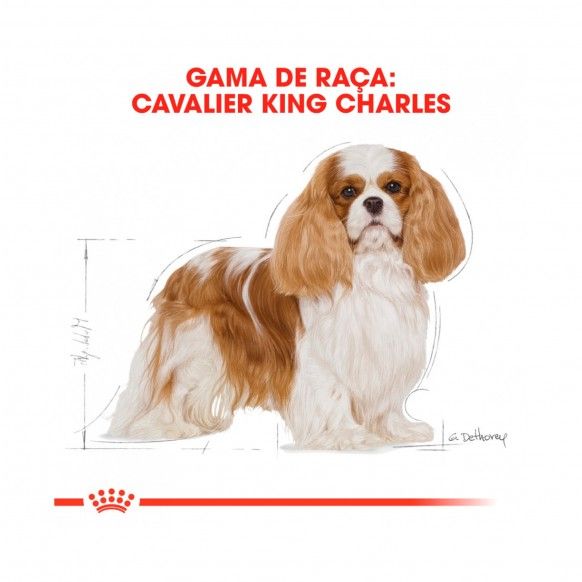 ROYAL CANIN CAV KING CHARLES - 3KG