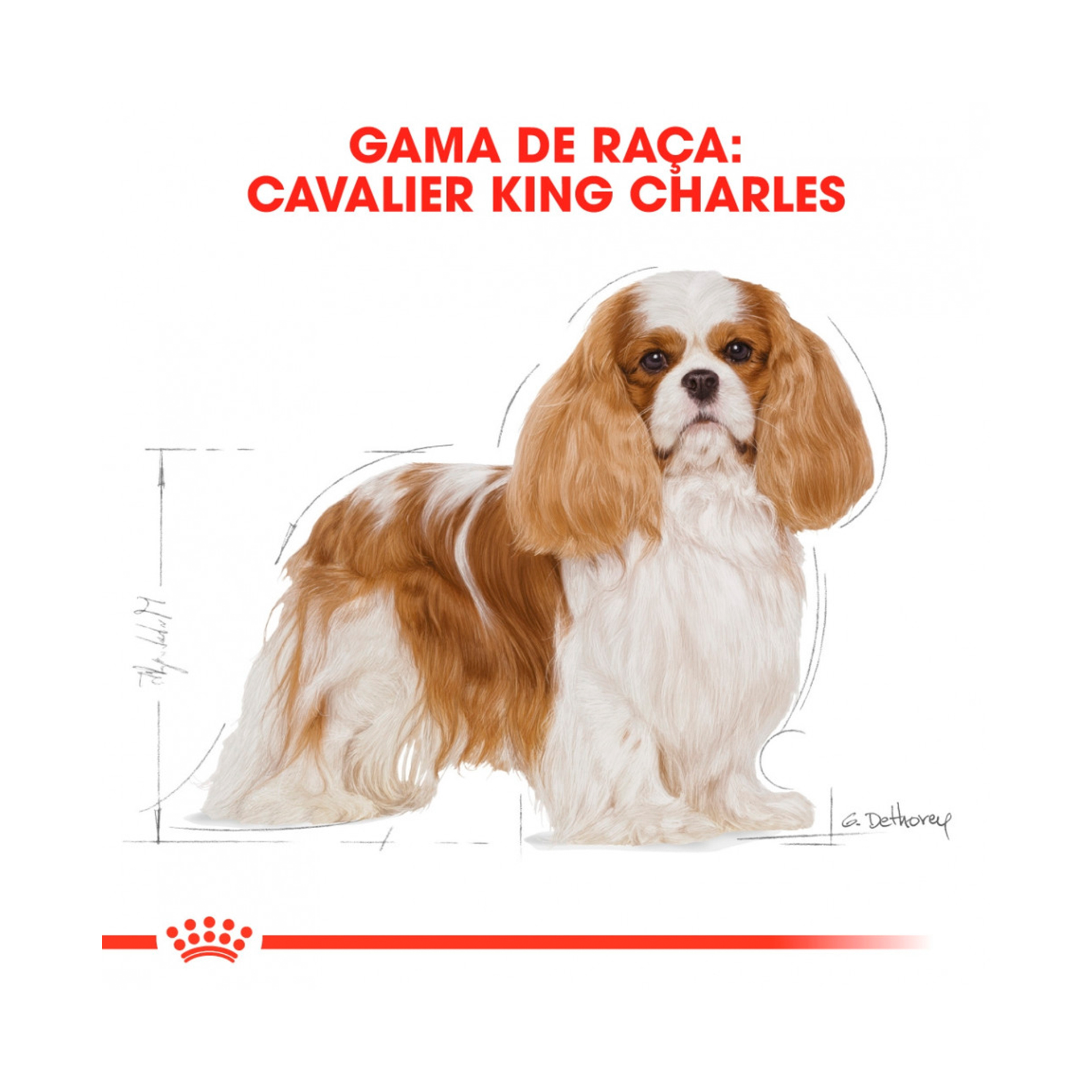 ROYAL CANIN CAV KING CHARLES - 3KG