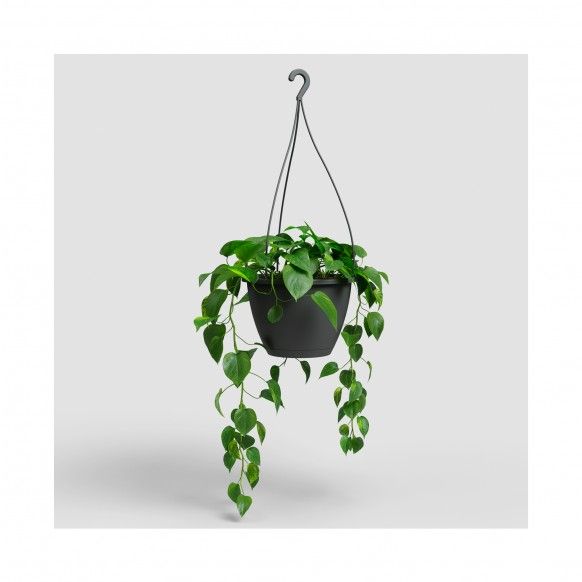 VASO ALGARVE SUSPENSAO