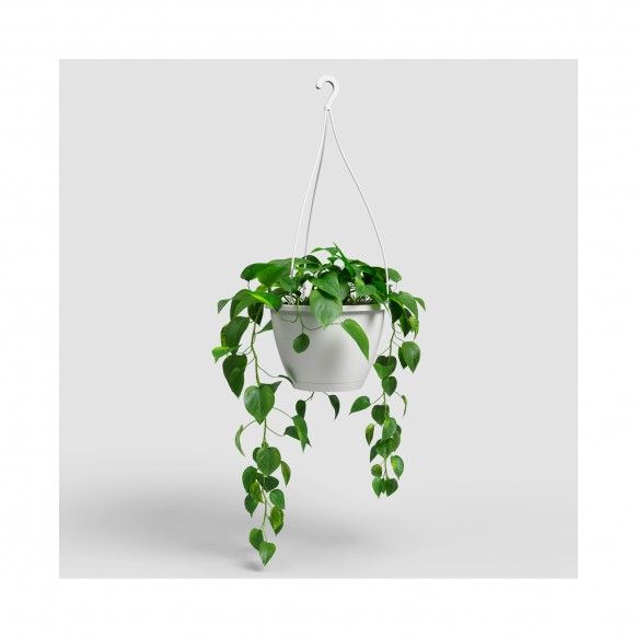 VASO ALGARVE SUSPENSAO