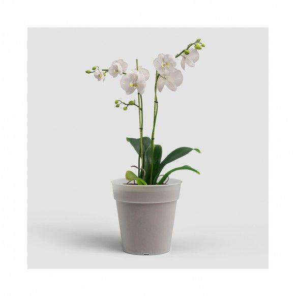 VASO PRODUAO MADAGASCAR ORQUIDEA