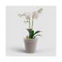 VASO PRODUAO MADAGASCAR ORQUIDEA
