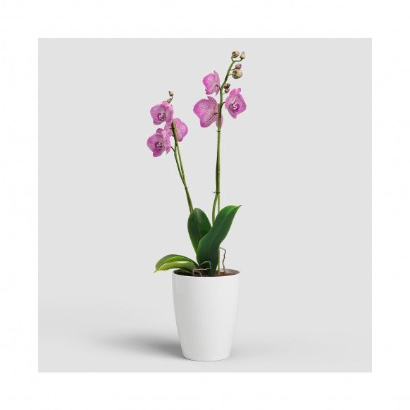 VASO FIJI ORQUIDEA