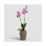 VASO FIJI ORQUIDEA