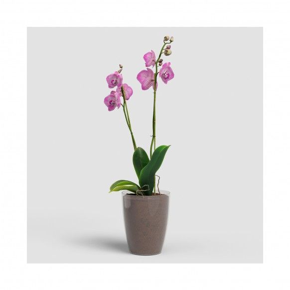 VASO FIJI ORQUIDEA