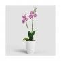VASO FIJI ORQUIDEA