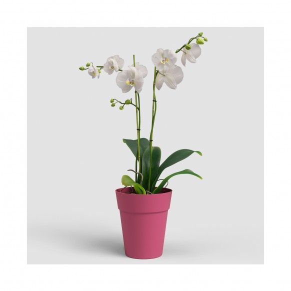 VASO CAPRI ORQUIDEA