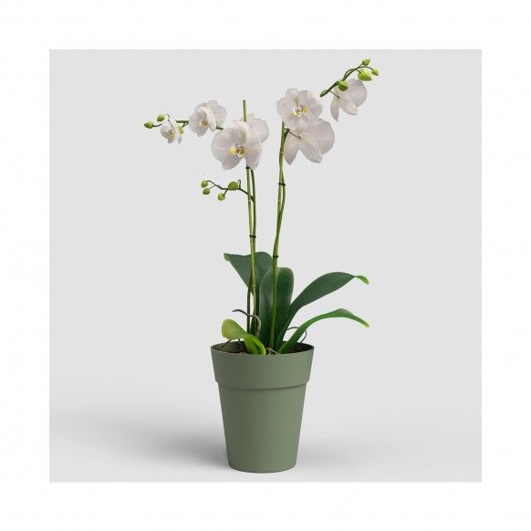 VASO CAPRI ORQUIDEA