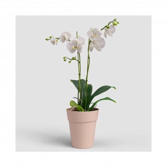 VASO CAPRI ORQUIDEA