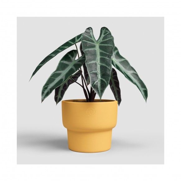 VASO ECHO ALTO