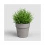VASO AMALIA WIDE POT