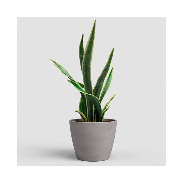 VASO EMILIA POT
