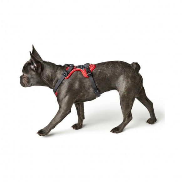 PEITORAL DIVO S-M 20MM CINZA - 30-42CM