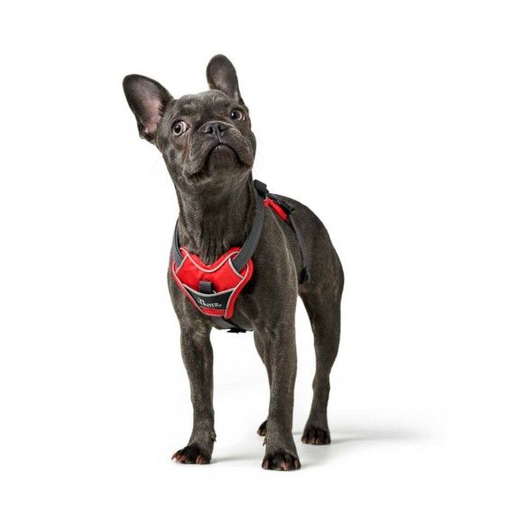 PEITORAL DIVO M 20MM CINZA - 34-50CM PEITORAL DIVO M 20MM CINZA - 34-50CM