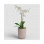 VASO MIAMI WAVY ORQUIDEA 12.5CM ROSA VASO MIAMI WAVY ORQUIDEA 12.5CM ROSA