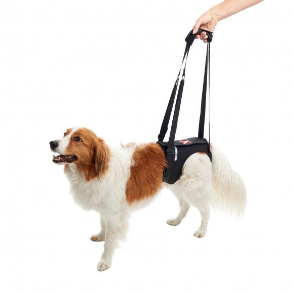 ARNES DE ELEVAÇAO PATAS TRASEIRAS - L ARNES DE ELEVAÇAO PATAS TRASEIRAS - L